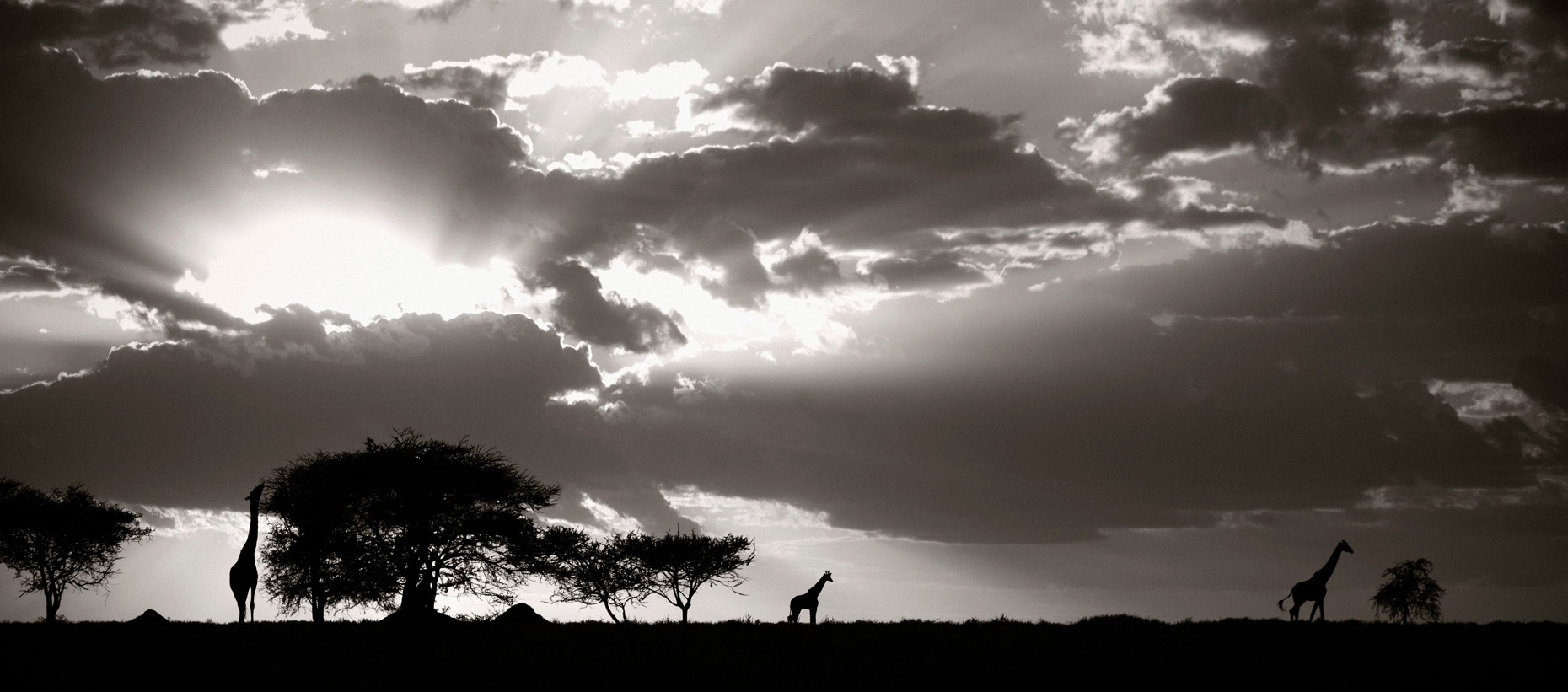 129_GiraffePano_47_urbanDigital